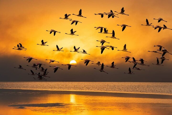 Flamingos before sunset over Lagoon