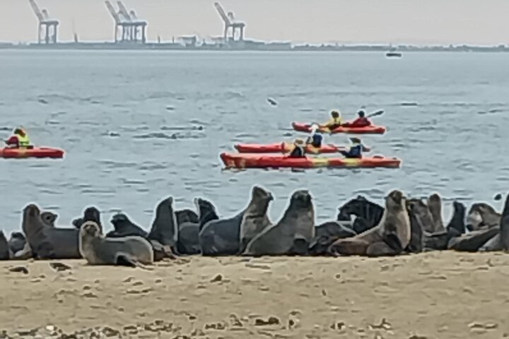 Pelican Point Seal Kayaking: Kayaking amongst the seals