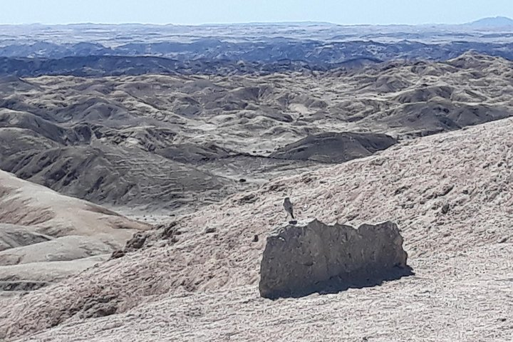 A lone Trac Trac Chad can be found in the Moonlandscape