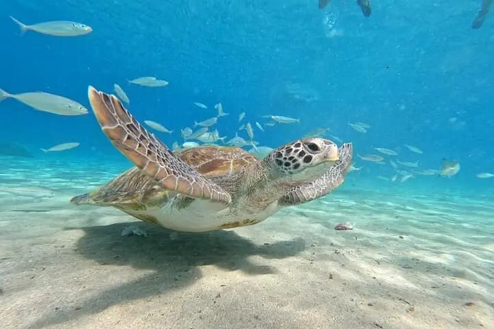 Curacao Sea Turtle Swim and West Side Natural Highlights - Photo 1 of 12