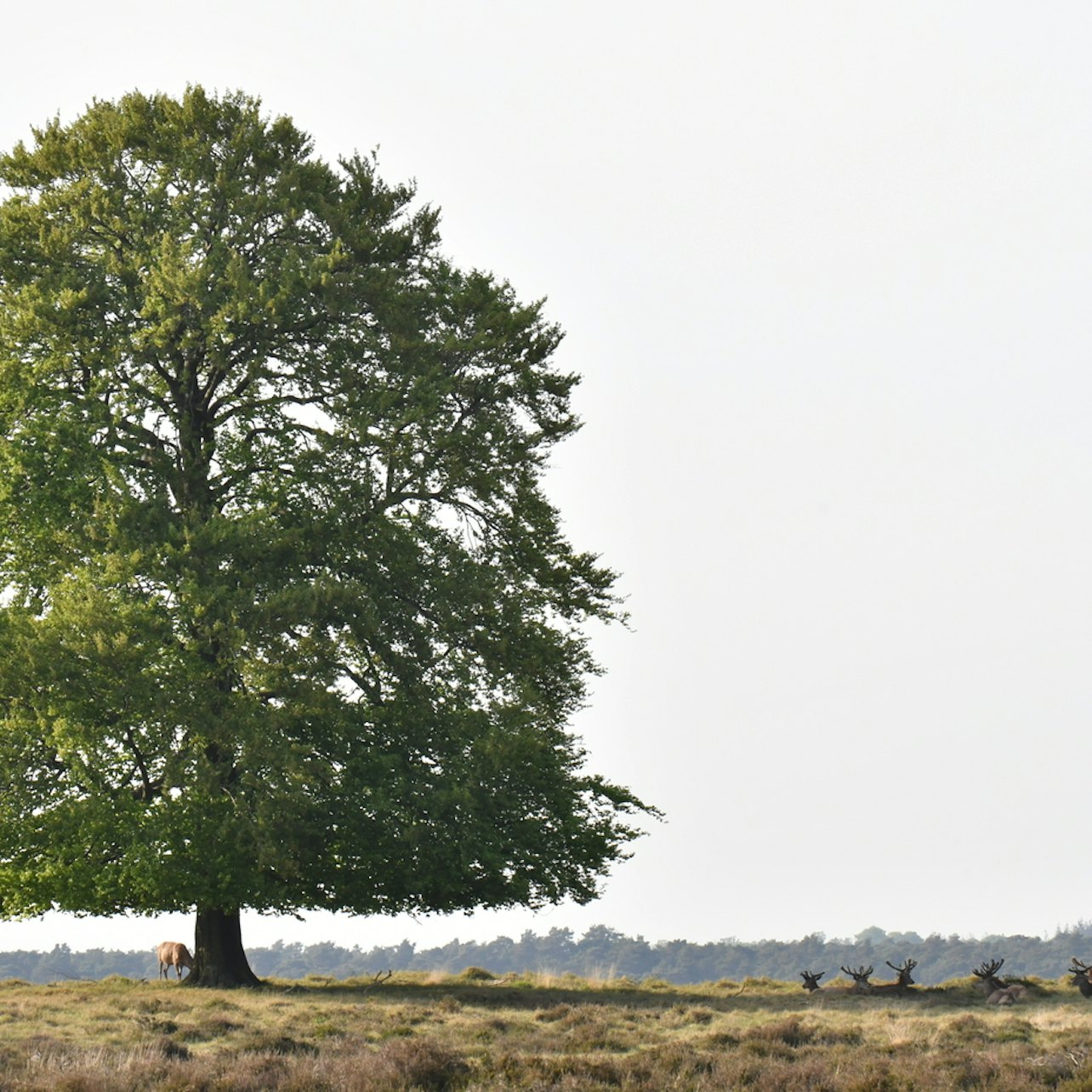 De Hoge Veluwe National Park - Photo 1 of 14