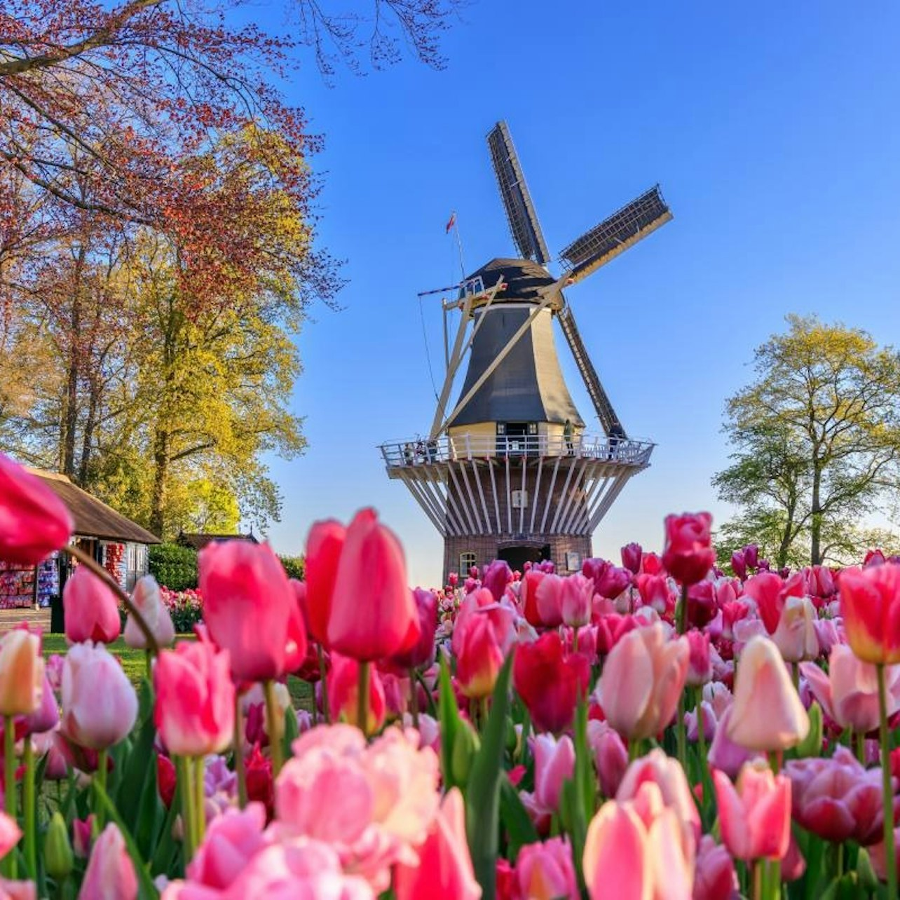 Keukenhof & Zaanse Schans: Guided Tour + Transport - Photo 1 of 25