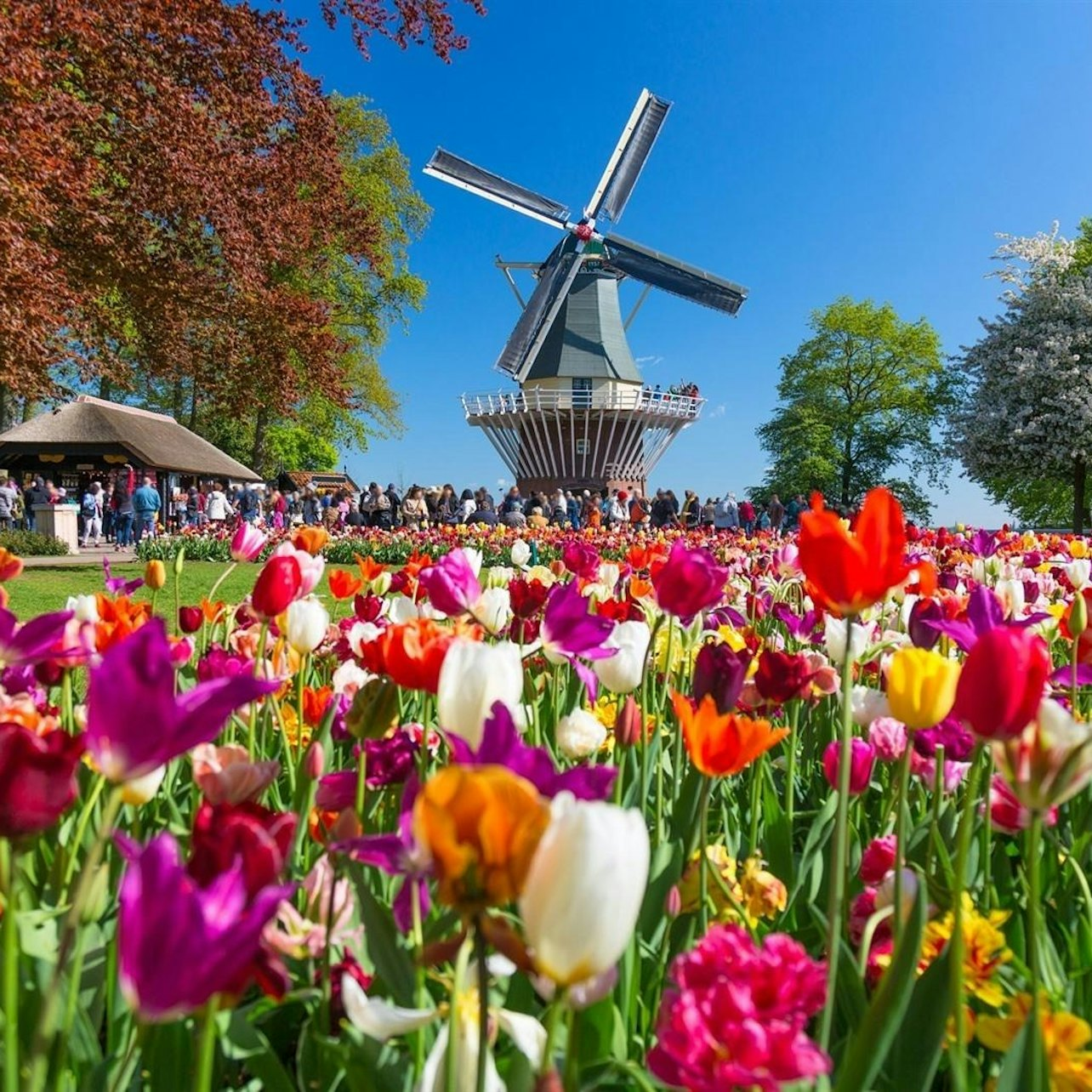 Keukenhof: Entry Ticket + Windmill Cruise - Photo 1 of 4