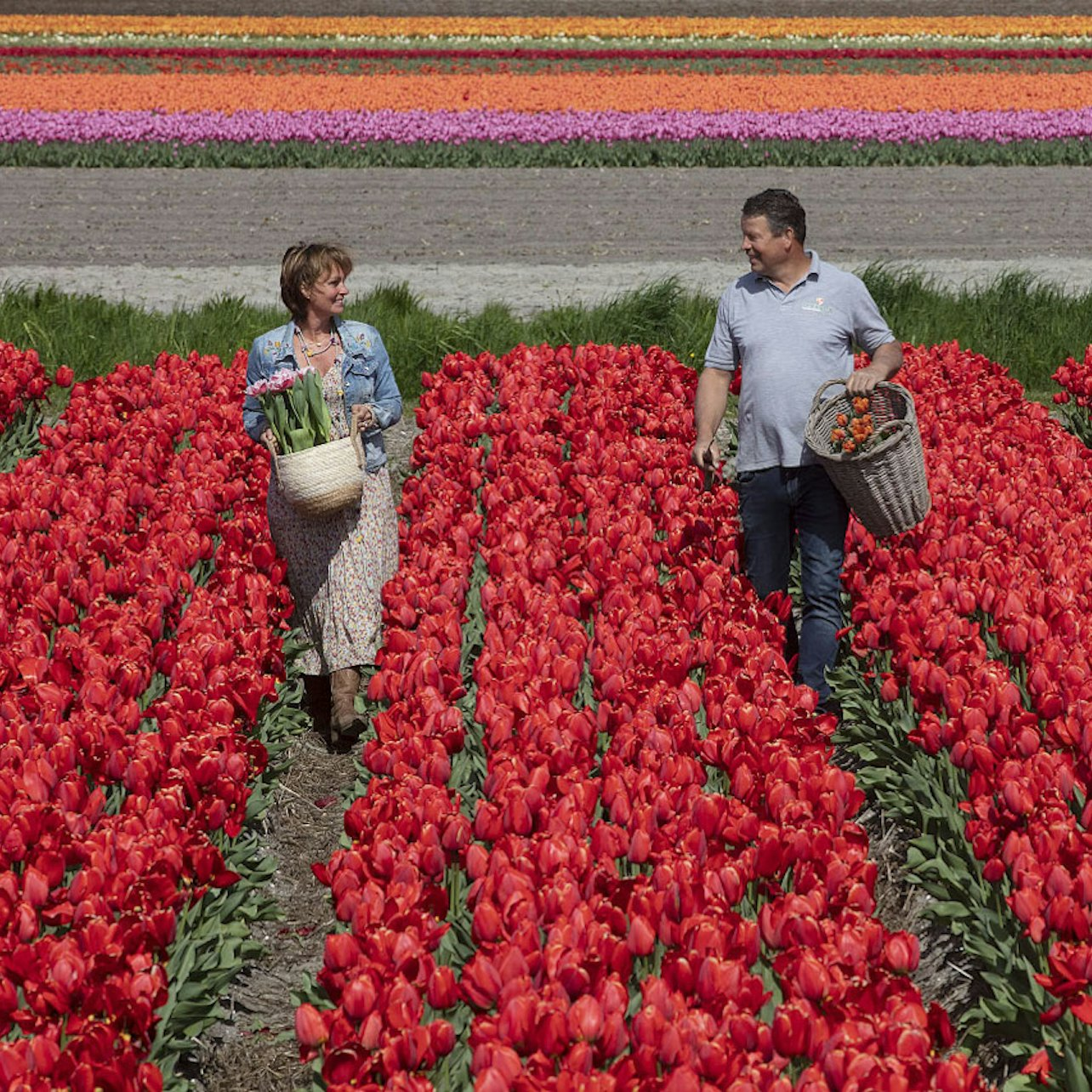 Keukenhof: Entry, Tulip Tour + Transport from Amsterdam - Photo 1 of 10