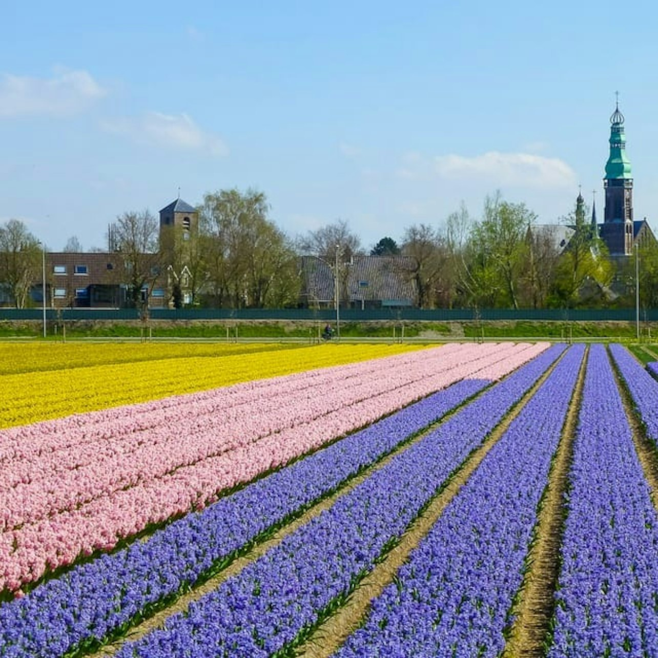 Keukenhof: Flower Fields Small-Group Cultural Bike Tour - Photo 1 of 11