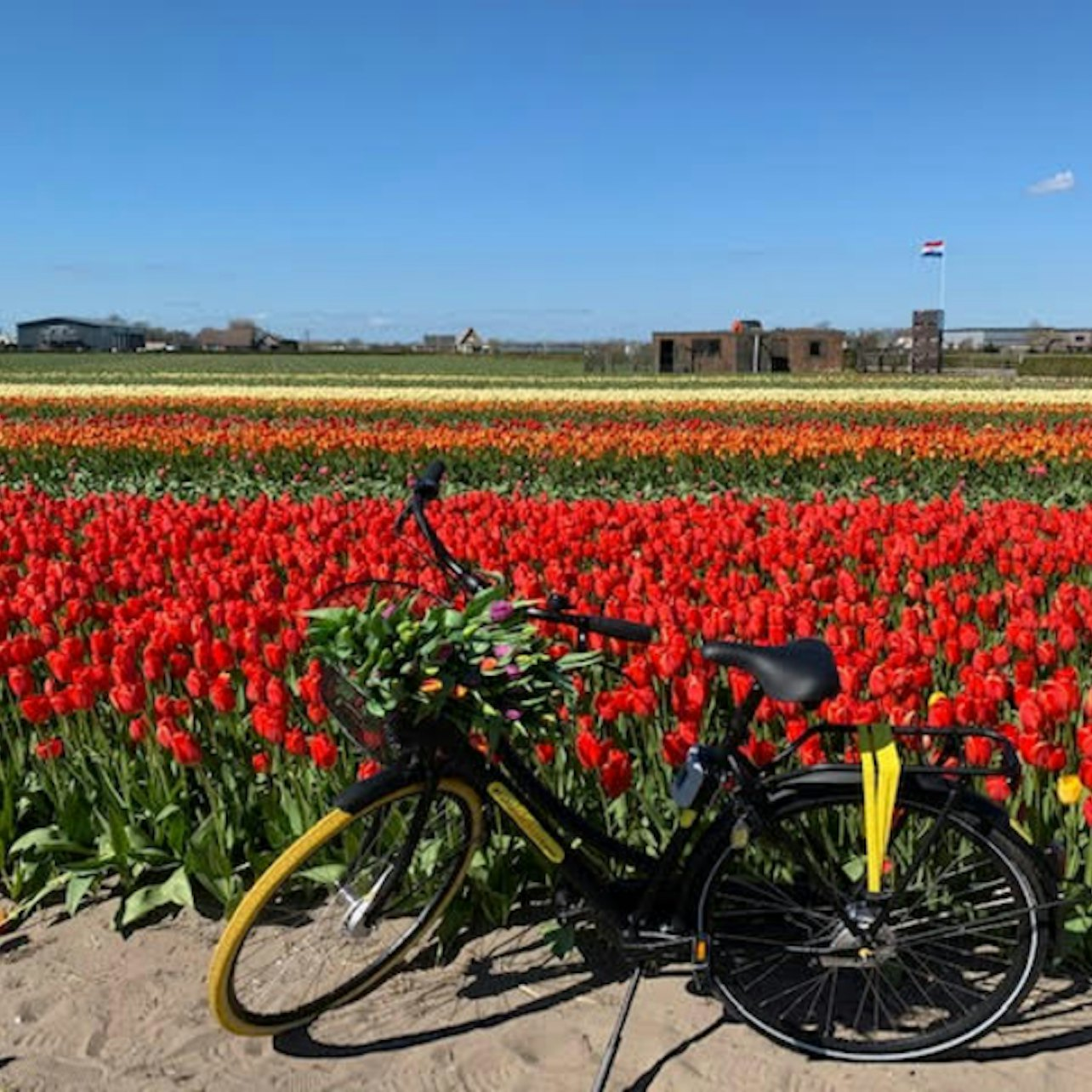 Keukenhof Highlights Bike Tour in Amsterdam Pelago