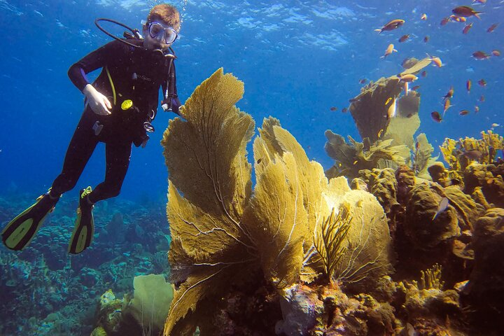 Private 2 Tank Guided Experience in Curaçao for certified divers - Photo 1 of 12