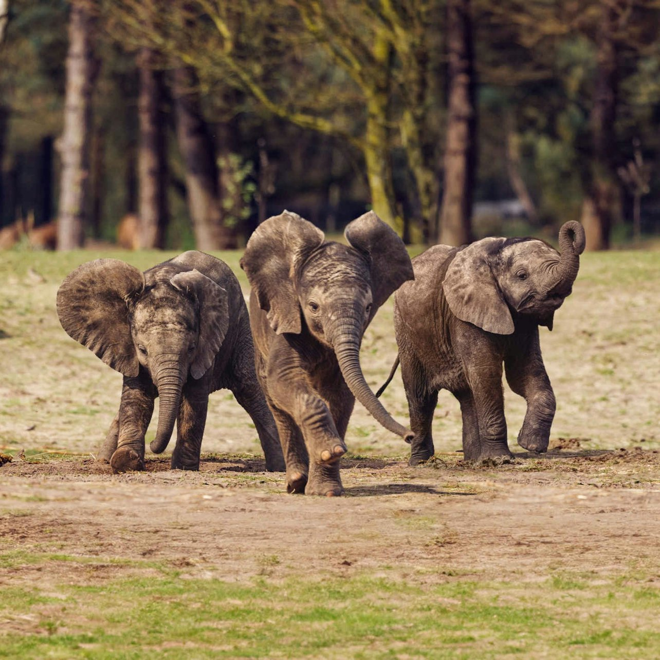 Safaripark Beekse Bergen - Photo 1 of 6