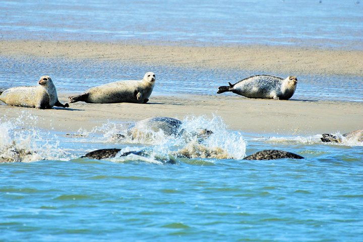 Small Group Half Day Seal Safari at UNESCO Site Waddensea from Amsterdam - Photo 1 of 12