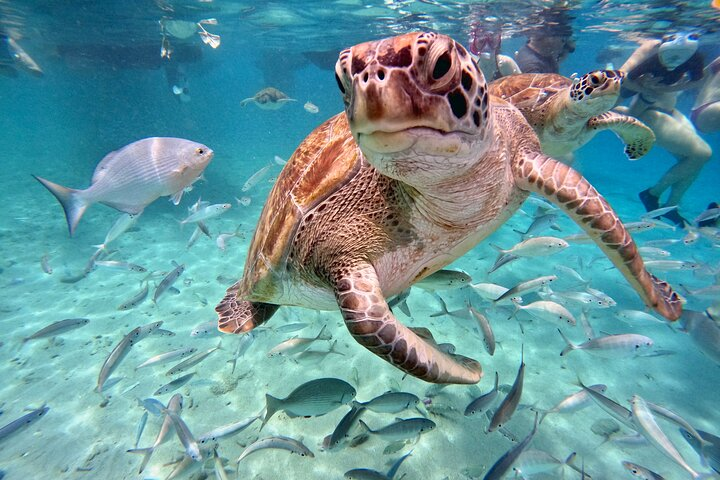 Sea turtle love