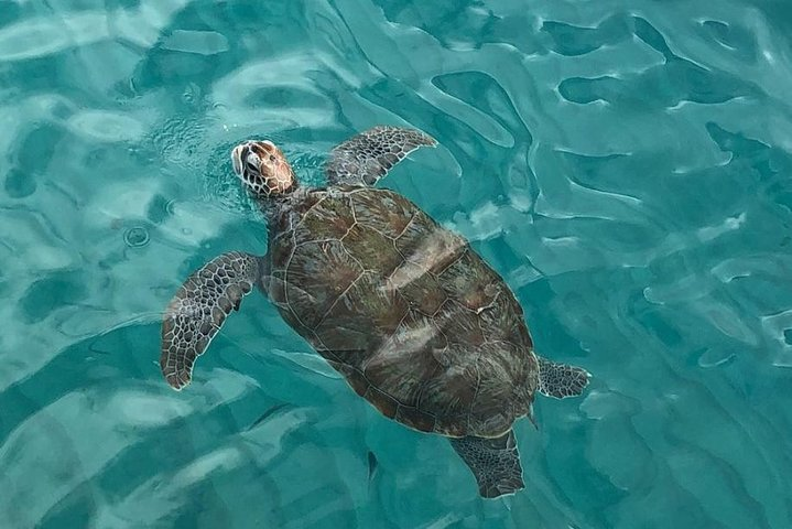 Swim With the wild sea turtles