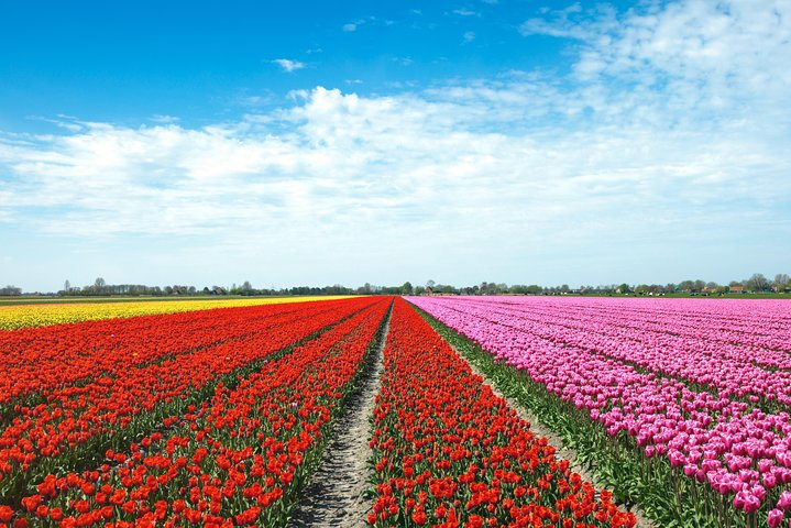 Tulip Fields of Holland tour Seasonal - Photo 1 of 11