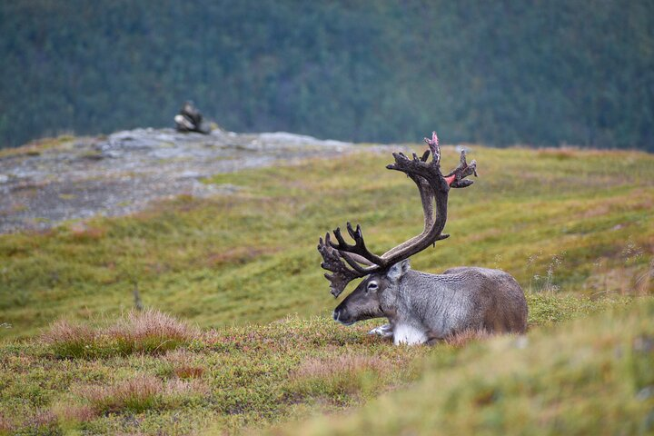 Arctic Wildlife and Fjord Sightseeing - Photo 1 of 15