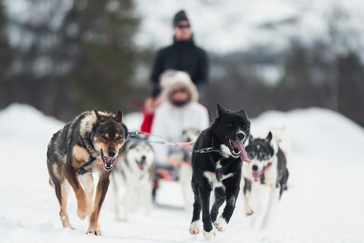 Dog Sled Tour and Puppy Cuddles - Photo 1 of 6