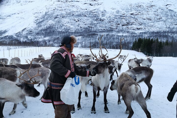 Exclusive Reindeers Experience in small groups, Tromso - Photo 1 of 8