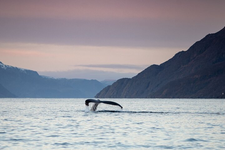 Fjord and Whale Safari Tour  - Photo 1 of 6