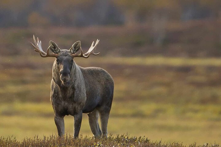 Moose safari adventure on ebike - Photo 1 of 3