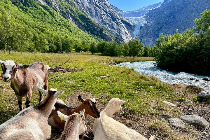 not only people admire the glacier...