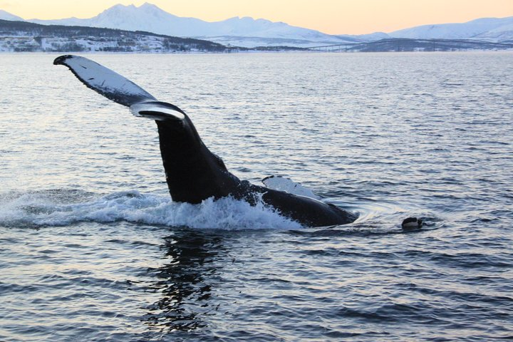 Whale jumping