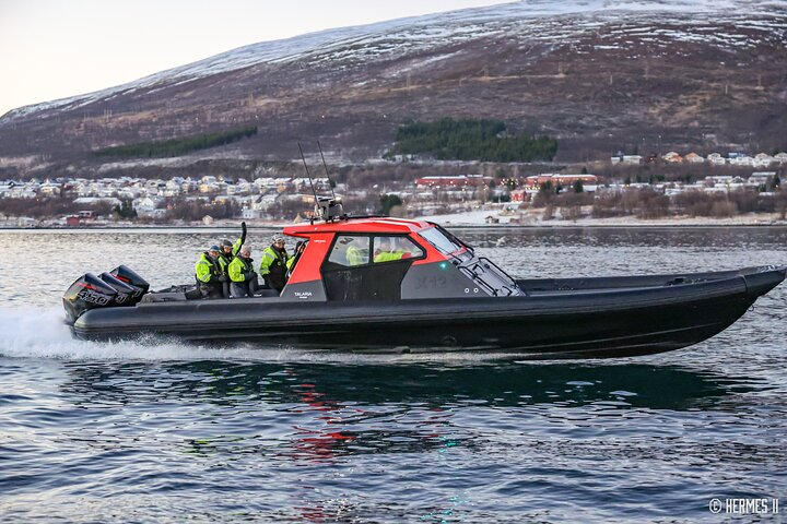 Private Whale Safari by RIB - Photo 1 of 12