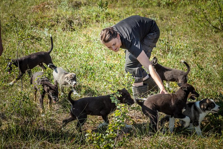 Puppy Training at the Husky Home