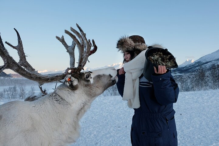 Reindeer feeding & Saami Culture - Photo 1 of 10