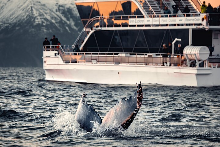 Silent Whale Watching - Photo 1 of 16