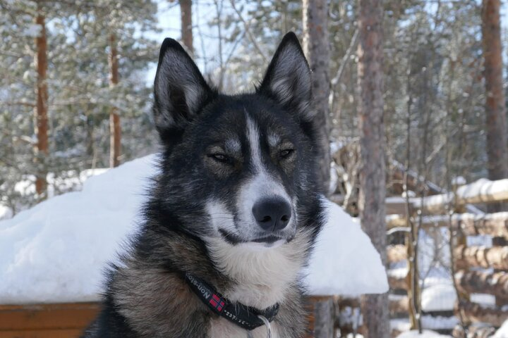 Sled trip with husky in the alta valley - Photo 1 of 8