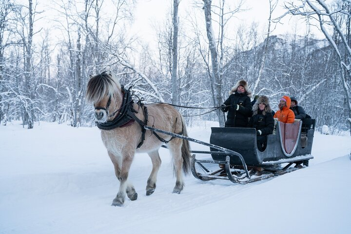 Sleigh Ride w/ snacks - Experience Arctic Farm Life - Photo 1 of 12