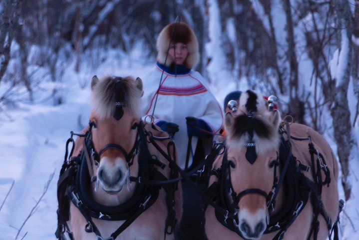 Sleigh is drawn by the Norwegian fjord horse.