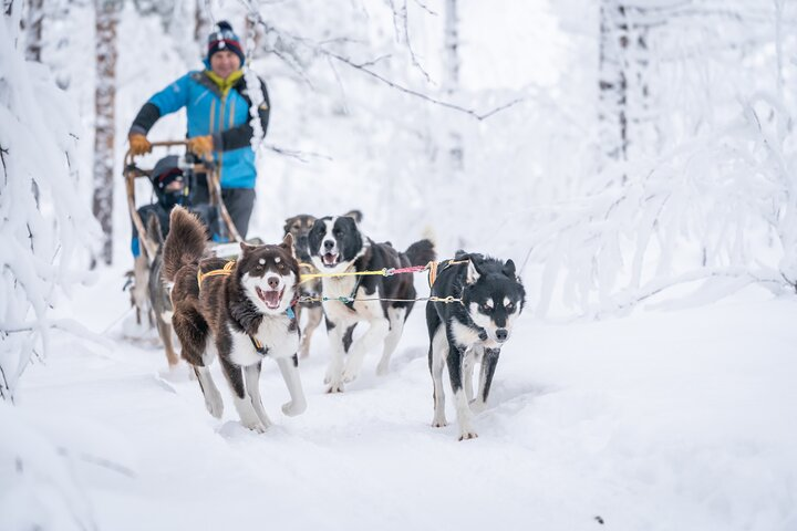 Sledding through the forest