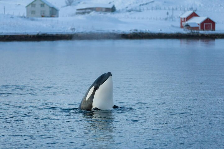 Whale & Arctic Wildlife Safari - Photo 1 of 6