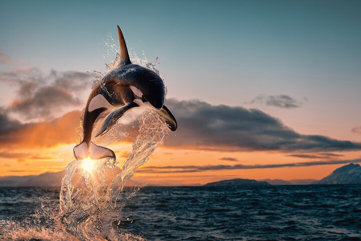 Whale Watching RIB Experience (With Transfer Tromso-Skjervoy) - Photo 1 of 14