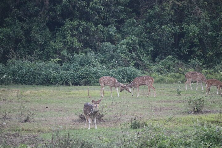 Spotted Deer playing.