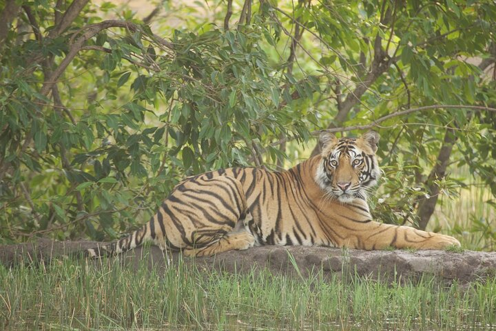 #tiger #BardiaNationalpark #Tiger Tops Karnali Lodge #tigertops #Bardia #Bardiya 