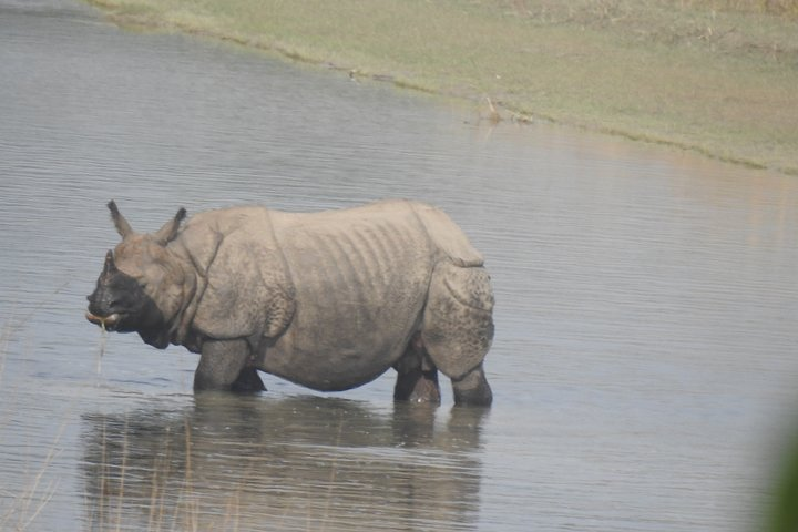 rhino tracking at bardia national park 