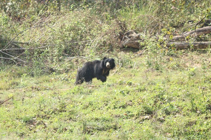 Sloth bear.