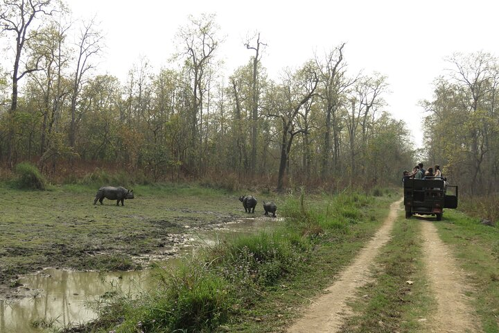 Great viewing of rhinoceros by jeep.