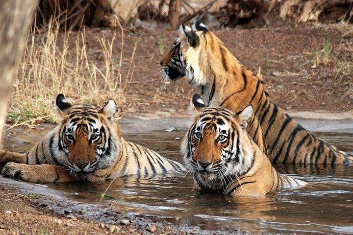 Royal Tiger in Chitwan National park