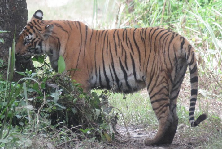 Royal Bengal Tiger was sighted by jeep tour in Chitwan National Park.