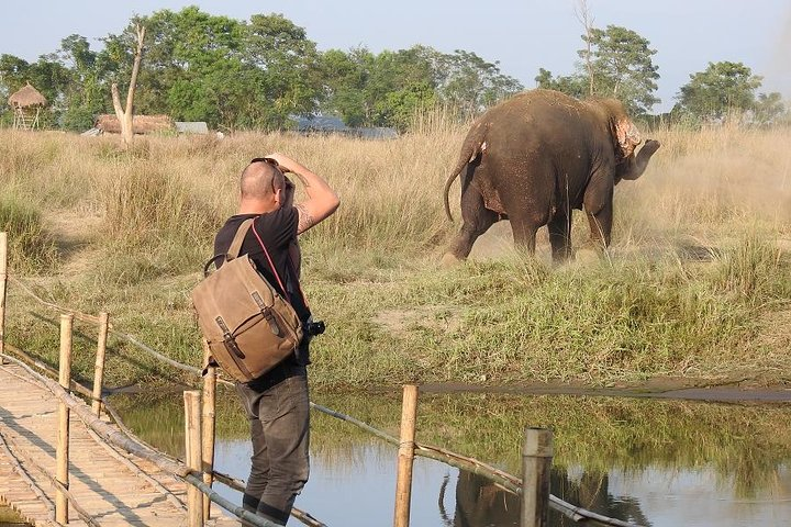 playing elephant