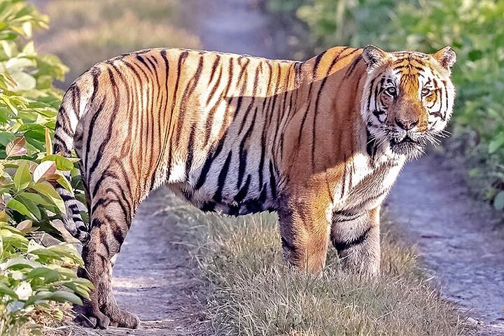 Tiger Tracking Nepal (Chitwan National Park) - Photo 1 of 7