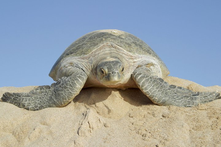 Turtles in Ras Al Had