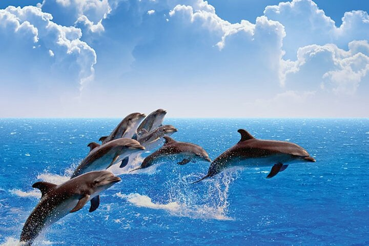 Amazing Dolphin Watching Tour In Muscat - Photo 1 of 7