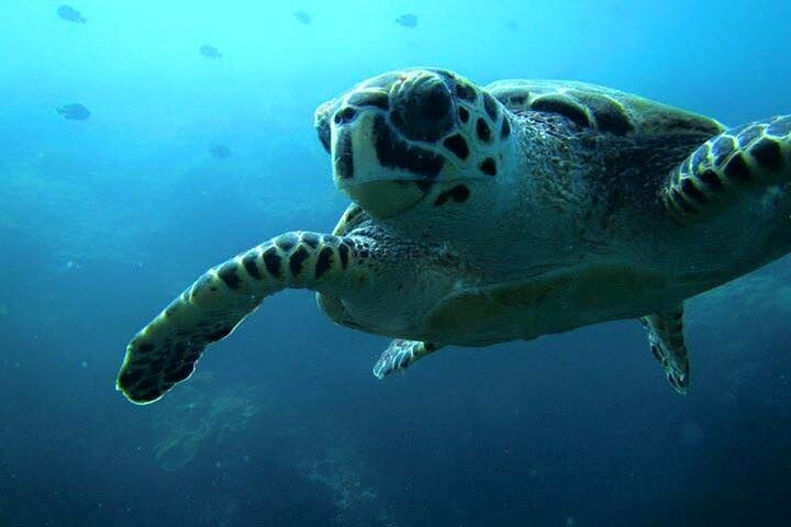 Discover Scuba Diving from a Fishing Village - Photo 1 of 7