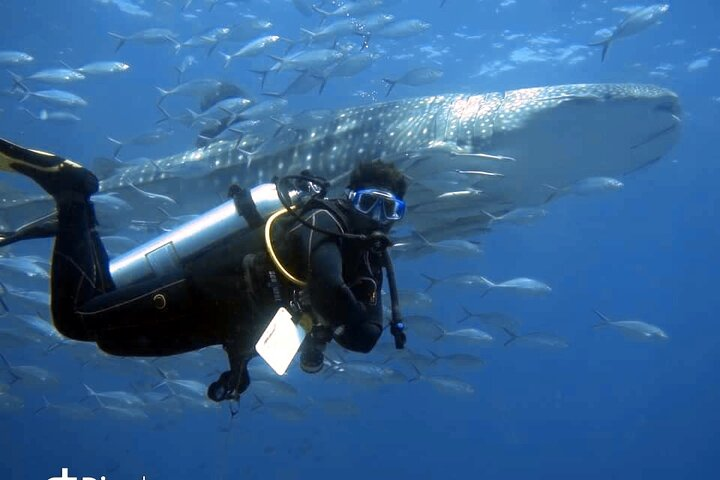 Scuba Diving Trips to Dimaniyat Islands  - Photo 1 of 25