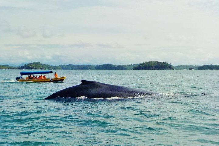 Whale Watching in the National Marine Park