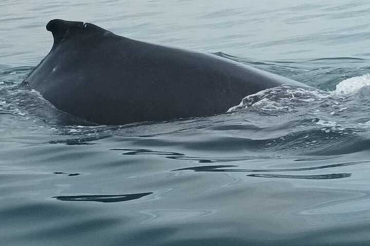 5 hours Whale Watching Experience from Panama City - Photo 1 of 25