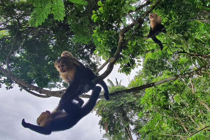 7 Hours Monkey Island and Nature Walk at Soberania National Park - Photo 1 of 14