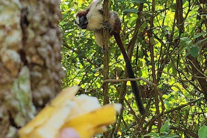 Ancon Hill, Sunrise, Nature & Wildlife Encounter in Panama City - Photo 1 of 25